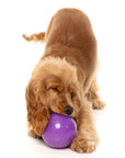 FuzzYard Truth Tellin' Treat Ball Dog Chew Toy