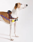 Zee.Dog - Samba | SofterWalk Harness: Large