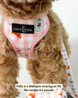 Lucy & Co. - Sipping Slowly Reversible Harness