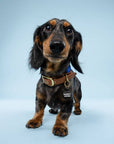 Freshwater Curated Goods™ - Security System Pet Tag