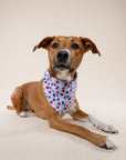 The Paws - Pop Dog Bandana