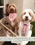 Lucy & Co. - Howdy, Honey Reversible Harness