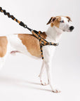 Zee.Dog - Bossa Banana | SofterWalk Harness: Large