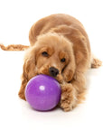 FuzzYard Truth Tellin' Treat Ball Dog Chew Toy