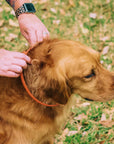 Wondercide Flea & Tick Collar for Dogs + Cats with Natural Essential Oils