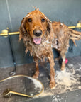 Private dog grooming salon in Nashville using non-toxic products