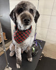 Fear-free one-on-one dog grooming in Nashville TN