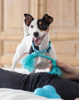 Open Farm Calming Supplement Chews for Dogs