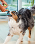 Open Farm Multi+ Supplement Chews for Dogs
