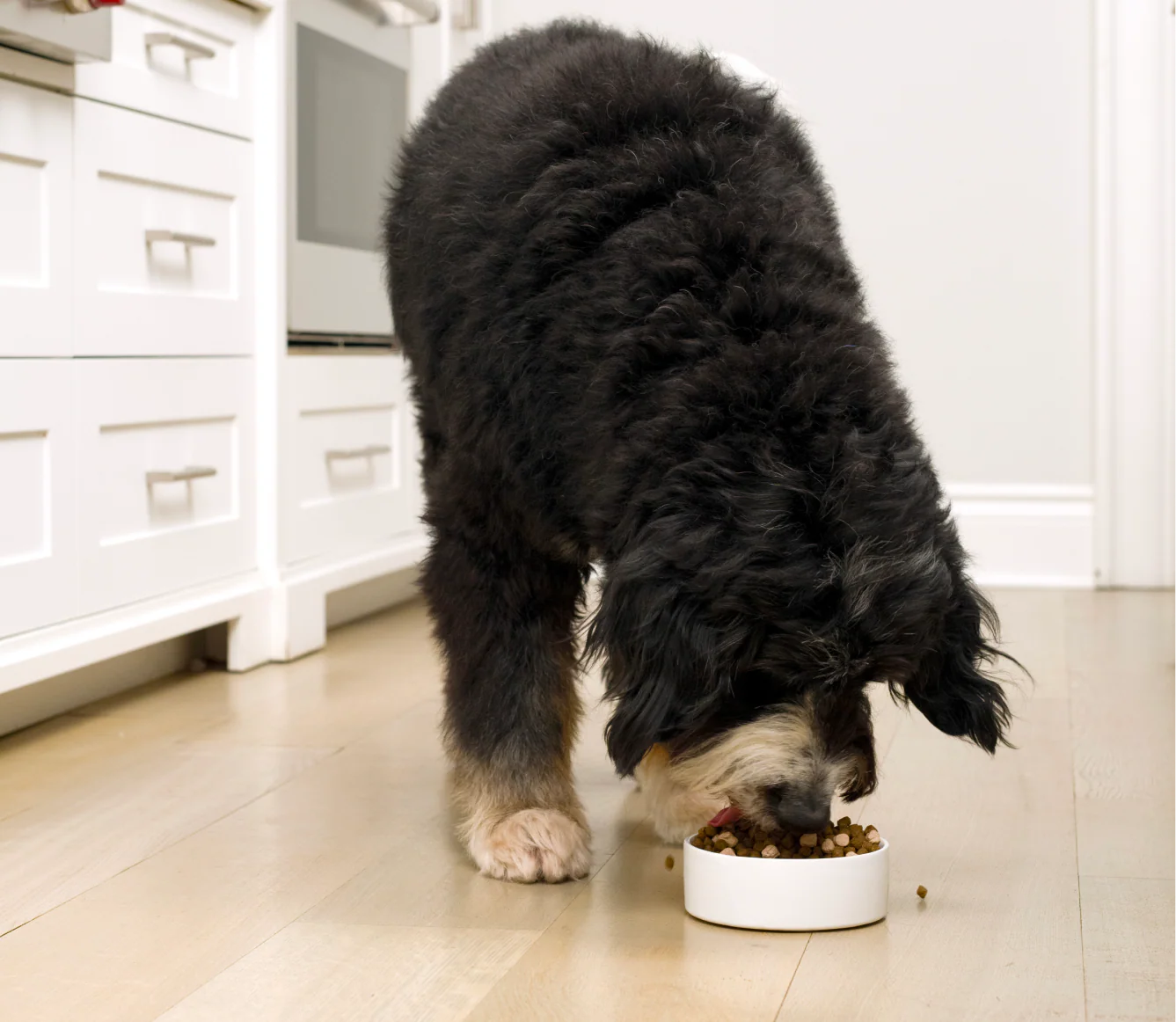 Open Farm Open Large Breed Grain-Free RawMix for Dogs