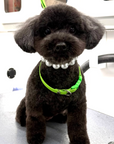 Grooming in Nashville, TN