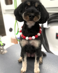Grooming in Nashville, TN