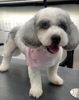 Grooming in Nashville, TN