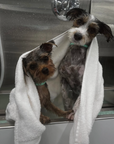 Grooming in Nashville, TN