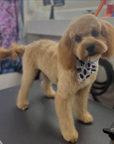 Grooming in Nashville, TN