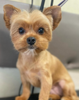 Grooming in Nashville, TN