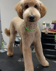 Grooming in Nashville, TN