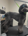 Grooming in Nashville, TN