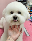 Grooming in Nashville, TN