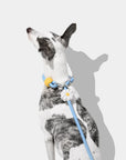 Vetreska Connect Hands-Free Rope Leash - Daisy