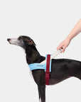 Vetreska Mist & Merlot Quick Fit Harness & Leash Set