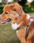 Jiby Dog Crew - Rescue Dog Badge: Magenta