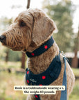 Lucy & Co. - Appley Ever After Corduroy Collar
