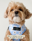 Lucy & Co. - Bumbling Around Reversible Harness