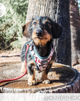 WOOF+WEEN - Adjustable Harness - SANTA PAWS