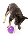 FuzzYard Truth Tellin' Treat Ball Dog Chew Toy