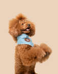 Scout's Honour Pty Ltd - Tricks for Treats iron-on patch for dogs and cats