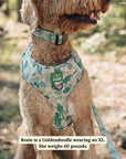 Lucy & Co. - Lucy & Co. x Parks Project Sequoia Seedlings No-Pull Harness