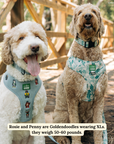 Lucy & Co. - Lucy & Co. x Parks Project Adventures with Friends Reversible Harness