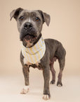 The Paws - Butter Stripe Dog Bandana