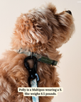 Lucy & Co. - Lucy & Co. x Parks Project Sequoia Seedlings Collar