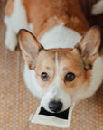 Lambwolf Collective - INSTANT CAMERA // ENRICHMENT DOG TOY