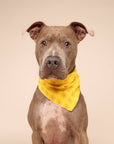 The Paws - Sol Dog Bandana