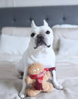 Lambwolf Collective - MISTER GINGERBREAD// Holiday Toy// Enrichment Dog Toy