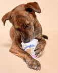 Toilet Paper Nosework Toy