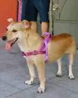 Zee.Dog SofterWalk Harness - Brain