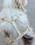 SUNNY TAILS - Lunar Glow Waterproof Dog Collar: LARGE
