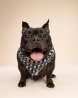The Paws - Wicked Dog Bandana