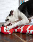 Pet Palette Distribution - BARK Grandy Cane Christmas Plush Dog Toy