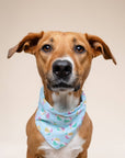 The Paws - Summer Dog Bandana