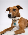 Freshwater Curated Goods™ - Cute But Will F*ck Sh*t Up Pet Tag