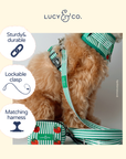 Lucy & Co. - Tomato, Tomahto Leash