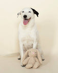 Petshop by Fringe Studio - Honey Bunny Plush Dog Toy