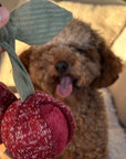 Lambwolf Collective - CHERRY POP//ENRICHMENT DOG TOY
