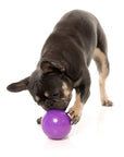 FuzzYard Truth Tellin' Treat Ball Dog Chew Toy
