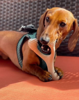 BetterBone Natural Dog Chews - VENISON Hard Density